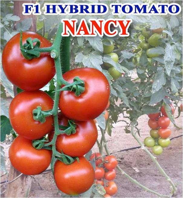 Hybrid Tomato ( Nancy)